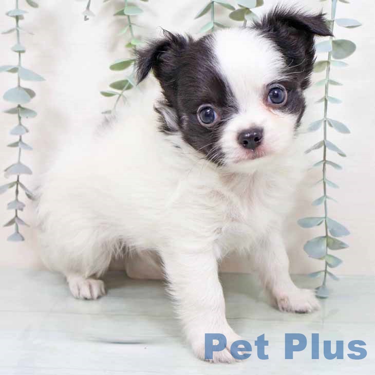 兵庫県のチワワ(ロング) (ペットプラス 姫路大津店/2025年11月7日生まれ/男の子/ホワイトブラック)の子犬の1枚目の画像