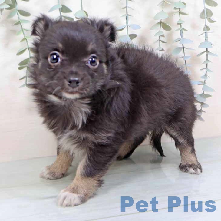 大阪府のチワワ(ロング) (ペットプラス 松原店/2025年11月7日生まれ/女の子/ブラックタン)の子犬の1枚目の画像