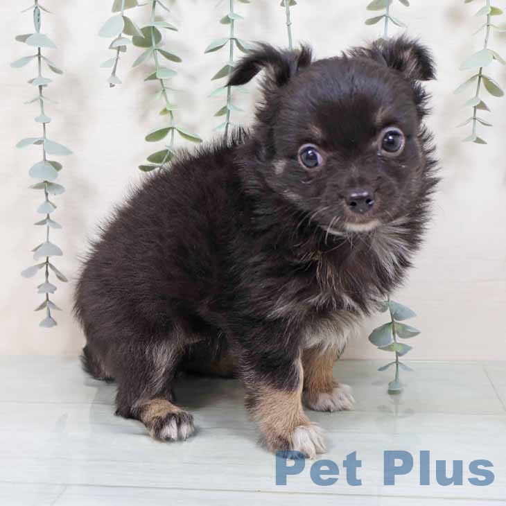 大阪府のチワワ(ロング) (ペットプラス 松原店/2025年11月7日生まれ/女の子/ブラックタン)の子犬の2枚目の画像