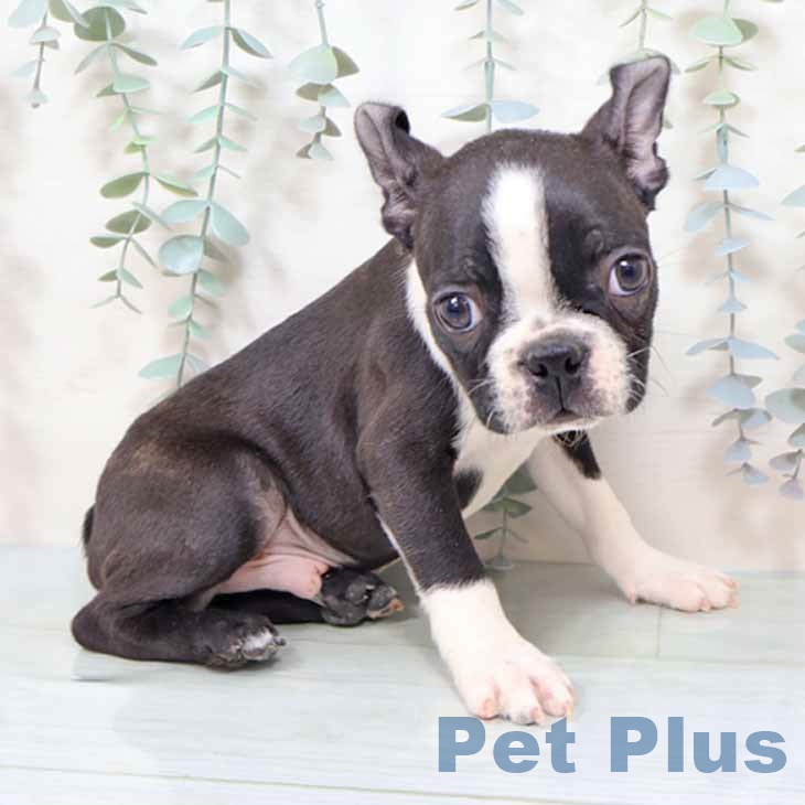 大阪府のボストンテリア (ペットプラス りんくう泉南店/2025年11月12日生まれ/男の子/ボストンカラー)の子犬の2枚目の画像