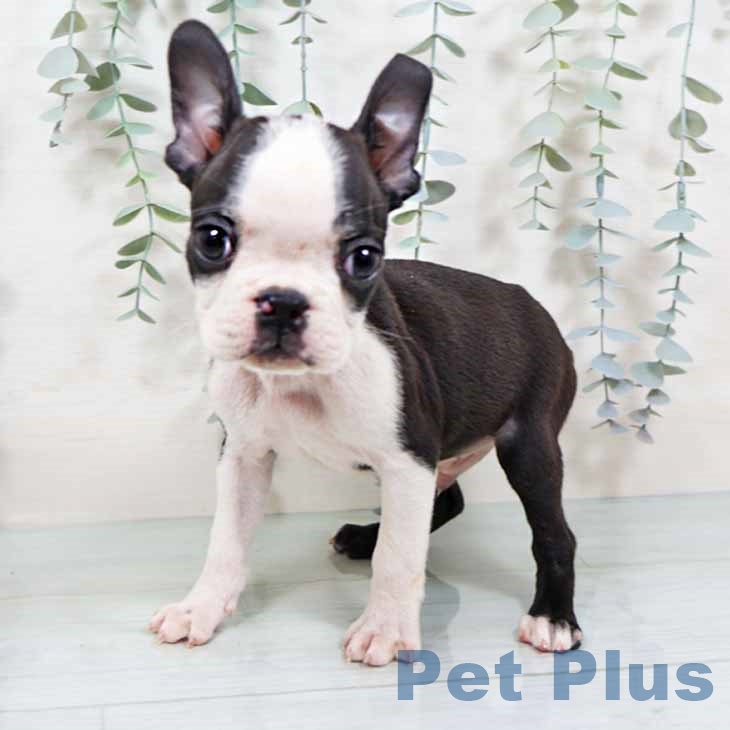 大阪府のボストンテリア (ペットプラス イオン大日店/2025年11月12日生まれ/男の子/ボストンカラー)の子犬の1枚目の画像
