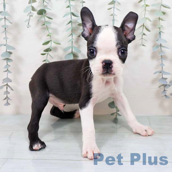 大阪府のボストンテリア (ペットプラス イオン大日店/2025年11月12日生まれ/男の子/ボストンカラー)の子犬の2枚目の画像