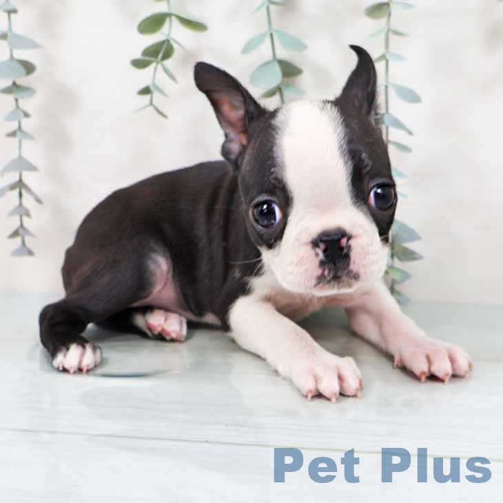 京都府のボストンテリア (ペットプラス 京都桂川店/2025年11月12日生まれ/女の子/ボストンカラー)の子犬の1枚目の画像
