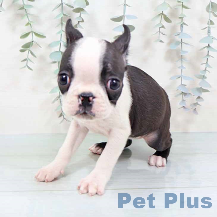 京都府のボストンテリア (ペットプラス 京都桂川店/2025年11月12日生まれ/女の子/ボストンカラー)の子犬の2枚目の画像