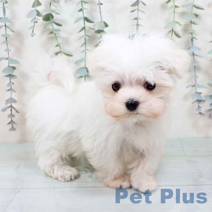 大阪府のマルチーズ (ペットプラス りんくう泉南店/2025年10月29日生まれ/男の子/ホワイト)の子犬の1枚目の画像