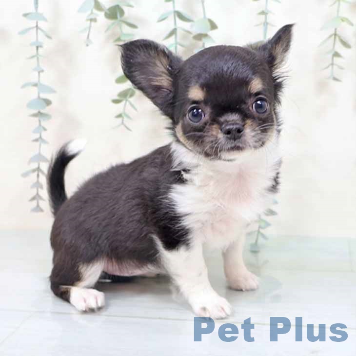 埼玉県のチワワ(ロング) (ペットプラス ららぽーと新三郷店/2025年11月12日生まれ/女の子/ブラックタンホワイト)の子犬の1枚目の画像