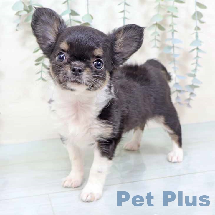 埼玉県のチワワ(ロング) (ペットプラス ららぽーと新三郷店/2025年11月12日生まれ/女の子/ブラックタンホワイト)の子犬の2枚目の画像