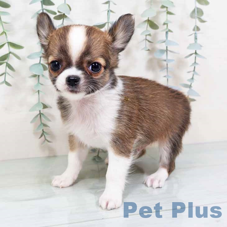 埼玉県のチワワ(ロング) (ペットプラス ららぽーと富士見店/2025年11月12日生まれ/男の子/レッドホワイト)の子犬の2枚目の画像