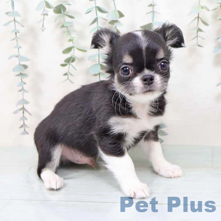大阪府のチワワ(ロング) (ペットプラス 堺北花田店/2025年11月12日生まれ/男の子/ブラックタンホワイト)の子犬の1枚目の画像