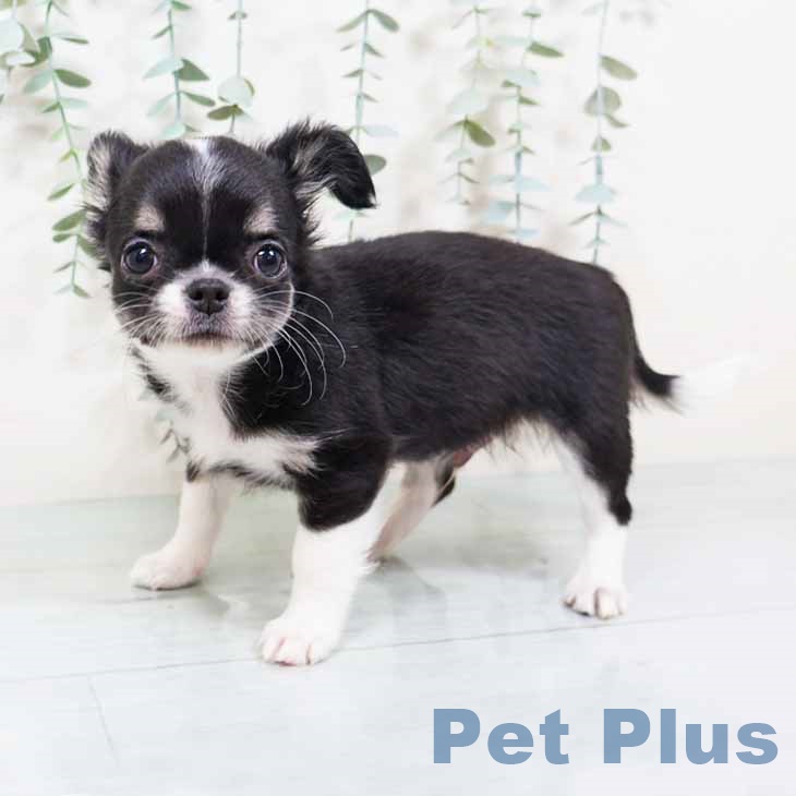 大阪府のチワワ(ロング) (ペットプラス 堺北花田店/2025年11月12日生まれ/男の子/ブラックタンホワイト)の子犬の2枚目の画像