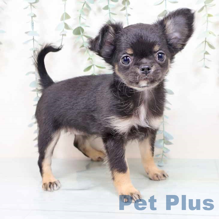 宮城県のチワワ(ロング) (ペットプラス 仙台上杉店/2025年11月12日生まれ/女の子/ブラックタン)の子犬