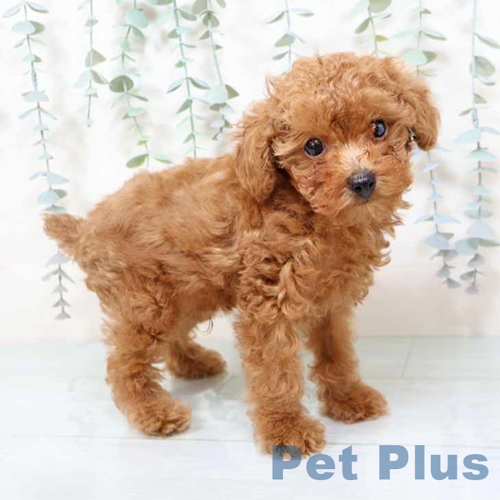 京都府のトイプードル(トイ) (ペットプラス 京都桂川店/2025年11月11日生まれ/男の子/レッドフォーン)の子犬の1枚目の画像