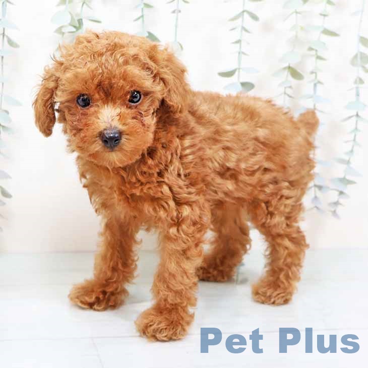 京都府のトイプードル(トイ) (ペットプラス 京都桂川店/2025年11月11日生まれ/男の子/レッドフォーン)の子犬の2枚目の画像