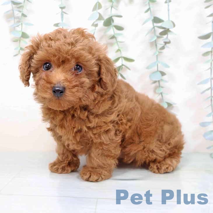 大阪府のトイプードル(トイ) (ペットプラス イオン大日店/2025年11月11日生まれ/女の子/レッドフォーン)の子犬の1枚目の画像