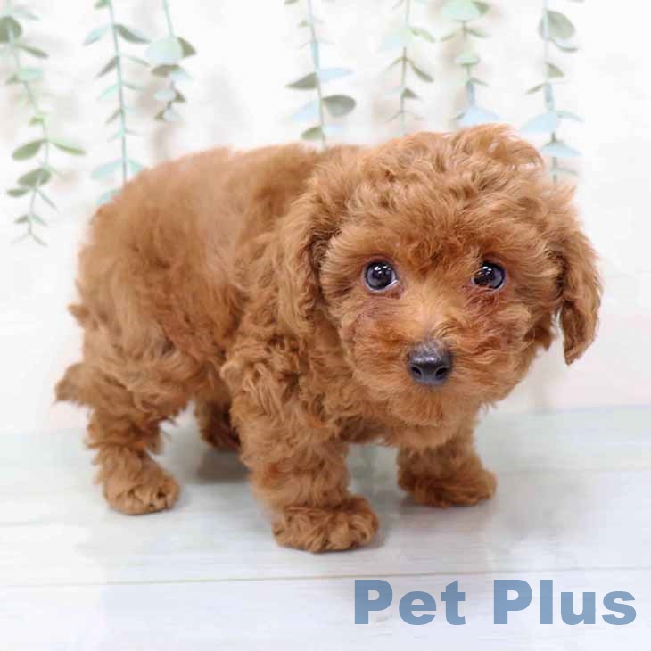 大阪府のトイプードル(トイ) (ペットプラス イオン大日店/2025年11月11日生まれ/女の子/レッドフォーン)の子犬の2枚目の画像