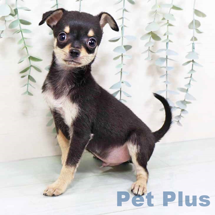 大阪府のチワワ(ロング) (ペットプラス 鶴見店/2025年11月14日生まれ/男の子/ブラッククリーム)の子犬の1枚目の画像