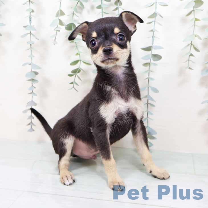 大阪府のチワワ(ロング) (ペットプラス 鶴見店/2025年11月14日生まれ/男の子/ブラッククリーム)の子犬の2枚目の画像