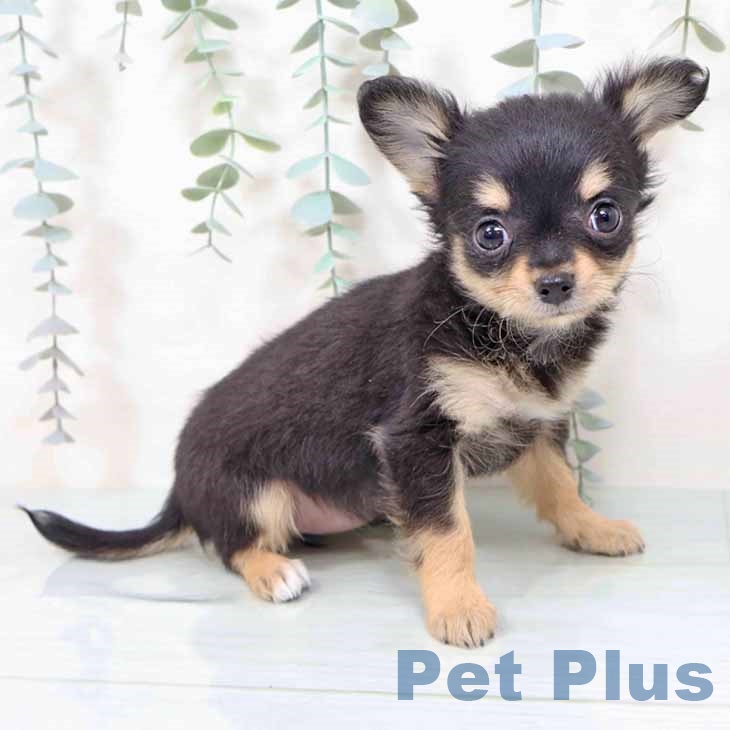 神奈川県のチワワ(ロング) (ペットプラス 新百合丘店/2025年11月14日生まれ/女の子/ブラックタン)の子犬の1枚目の画像