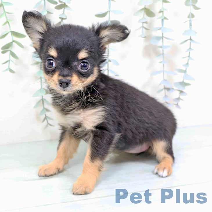 神奈川県のチワワ(ロング) (ペットプラス 新百合丘店/2025年11月14日生まれ/女の子/ブラックタン)の子犬の2枚目の画像