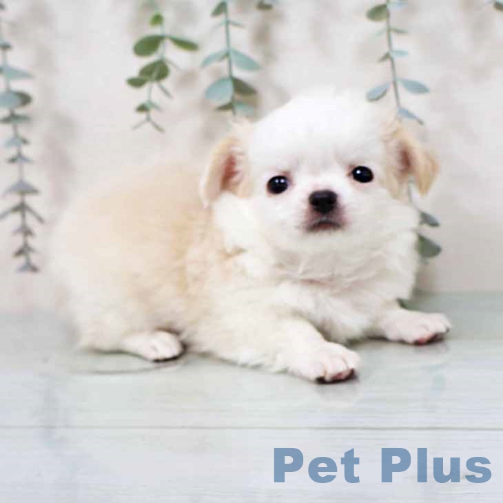 神奈川県のチワワ(ロング) (ペットプラス 川崎ルフロン店/2025年11月14日生まれ/男の子/ホワイトクリーム)の子犬の1枚目の画像