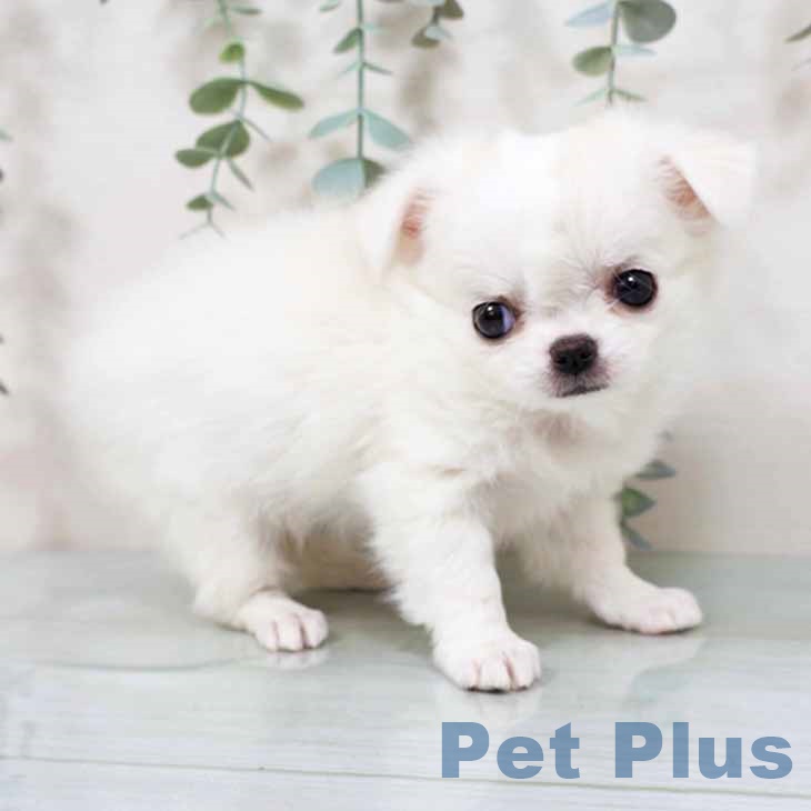 大阪府のチワワ(ロング) (ペットプラス イオン大日店/2025年11月14日生まれ/女の子/ホワイトクリーム)の子犬の1枚目の画像