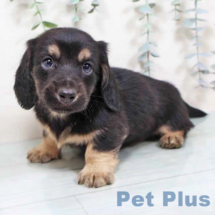 京都府のミニチュアダックスフンド(ロング) (ペットプラス 京都桂川店/2025年11月13日生まれ/男の子/ブラックタン)の子犬の1枚目の画像