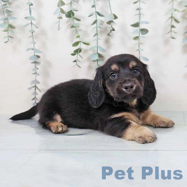 京都府のミニチュアダックスフンド(ロング) (ペットプラス 京都桂川店/2025年11月13日生まれ/男の子/ブラックタン)の子犬の2枚目の画像