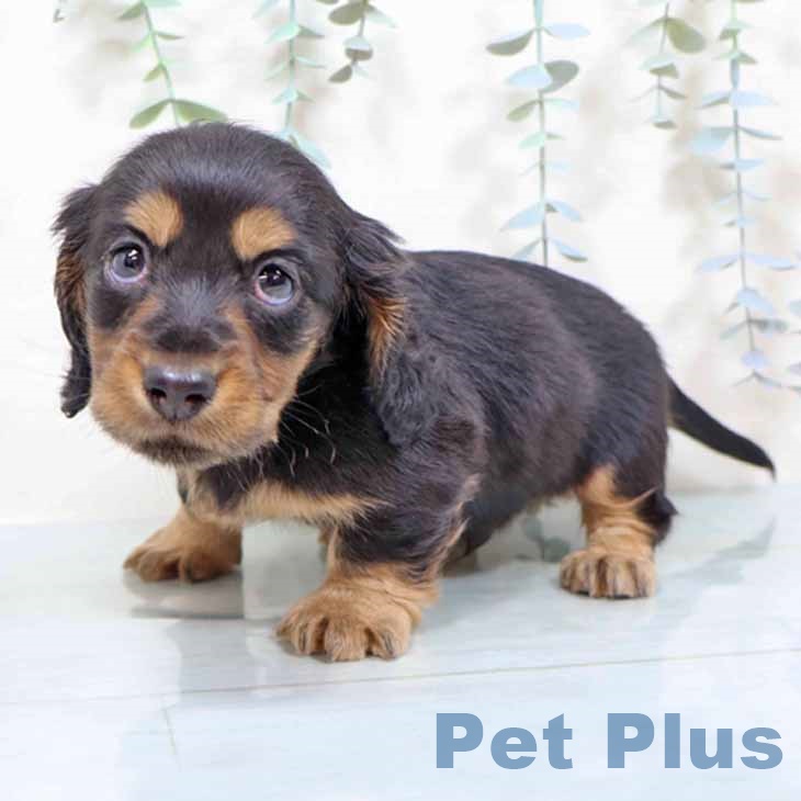 大阪府のミニチュアダックスフンド(ロング) (ペットプラス 四條畷店/2025年11月13日生まれ/男の子/ブラックタン)の子犬の1枚目の画像