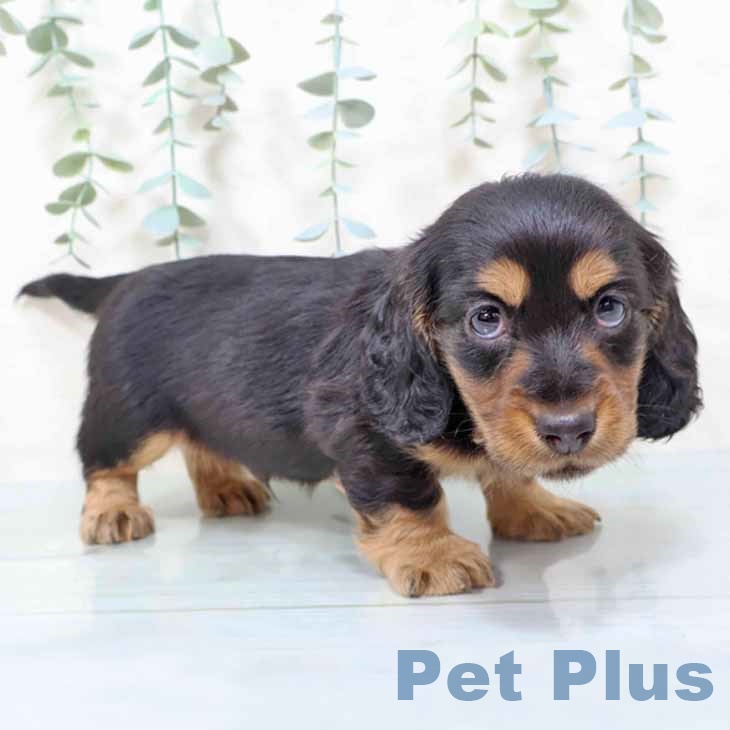 大阪府のミニチュアダックスフンド(ロング) (ペットプラス 四條畷店/2025年11月13日生まれ/男の子/ブラックタン)の子犬の2枚目の画像