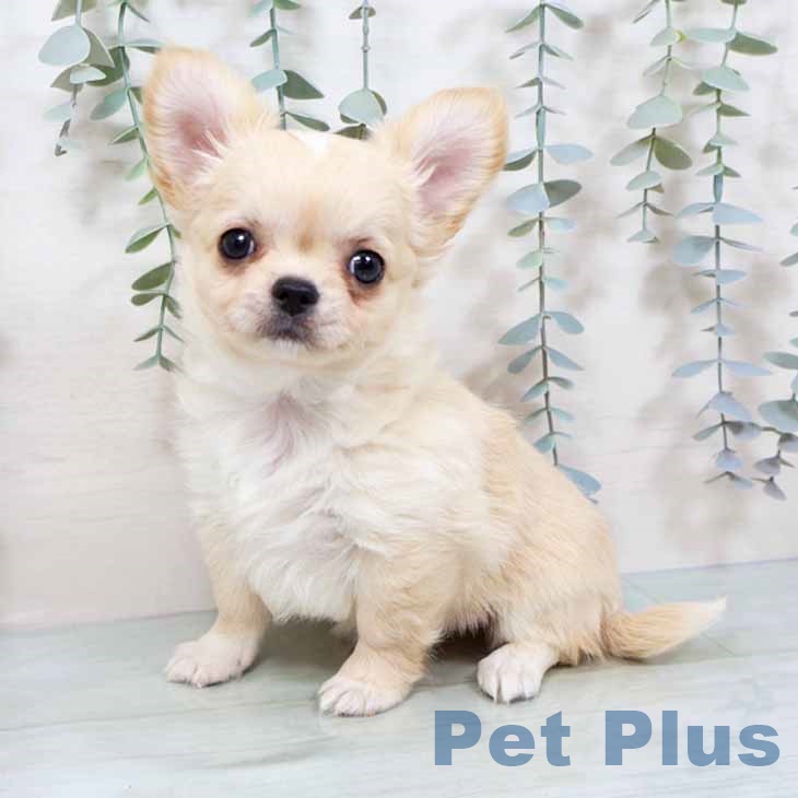 埼玉県のチワワ(ロング) (ペットプラス 羽生店/2025年11月11日生まれ/女の子/クリームホワイト)の子犬の1枚目の画像