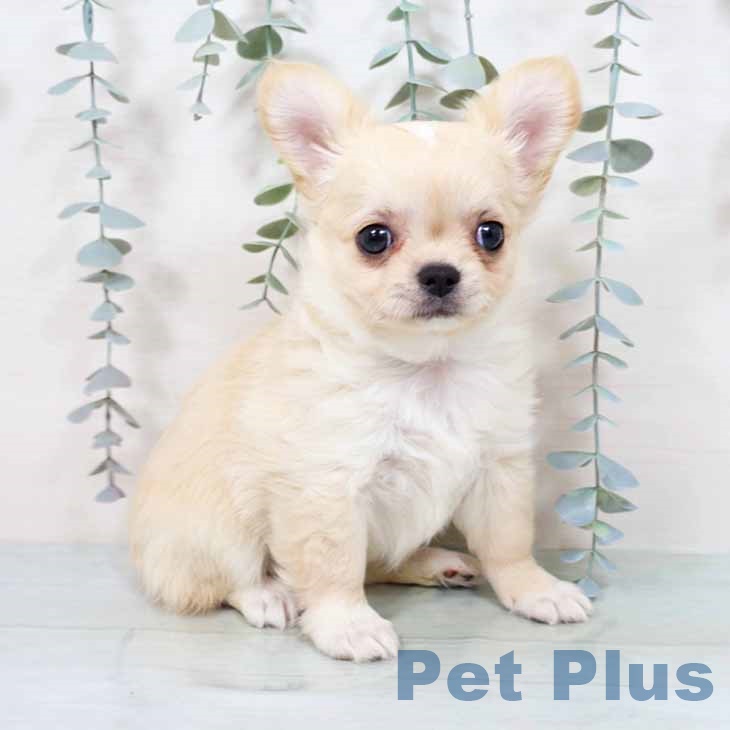 埼玉県のチワワ(ロング) (ペットプラス 羽生店/2025年11月11日生まれ/女の子/クリームホワイト)の子犬の2枚目の画像