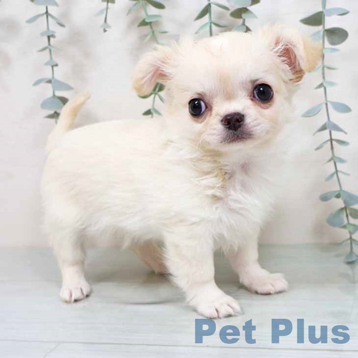 京都府のチワワ(ロング) (ペットプラス 京都桂川店/2025年11月11日生まれ/女の子/クリームホワイト)の子犬の1枚目の画像