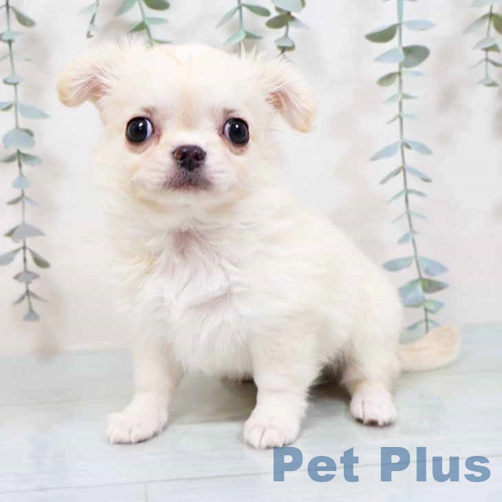 京都府のチワワ(ロング) (ペットプラス 京都桂川店/2025年11月11日生まれ/女の子/クリームホワイト)の子犬の2枚目の画像