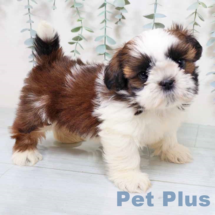 大阪府のシーズー (ペットプラス イオン大日店/2025年11月12日生まれ/男の子/ゴールドホワイト)の子犬の1枚目の画像