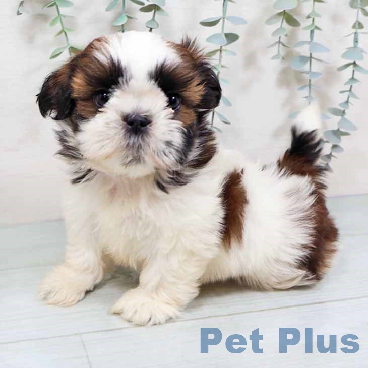 大阪府のシーズー (ペットプラス イオン大日店/2025年11月12日生まれ/男の子/ゴールドホワイト)の子犬の2枚目の画像