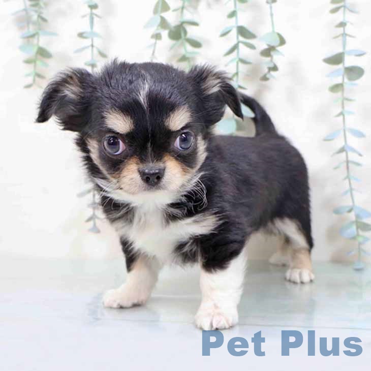 神奈川県のチワワ(ロング) (ペットプラス 天王町店/2025年11月12日生まれ/男の子/ブラックタンホワイト)の子犬の1枚目の画像