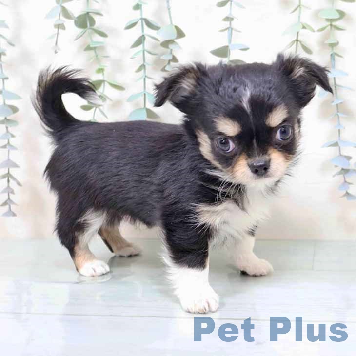 神奈川県のチワワ(ロング) (ペットプラス 天王町店/2025年11月12日生まれ/男の子/ブラックタンホワイト)の子犬の2枚目の画像