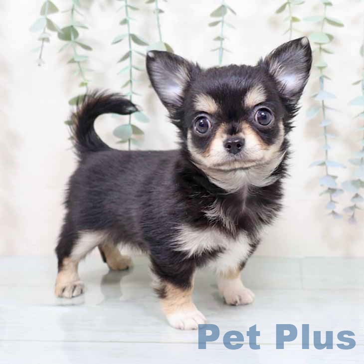 埼玉県のチワワ(ロング) (ペットプラス 浦和美園店/2025年11月12日生まれ/女の子/ブラックタンホワイト)の子犬の1枚目の画像