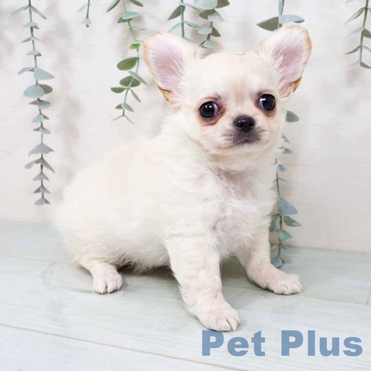 埼玉県のチワワ(ロング) (ペットプラス 浦和美園店/2025年11月12日生まれ/男の子/ホワイトクリーム)の子犬の2枚目の画像
