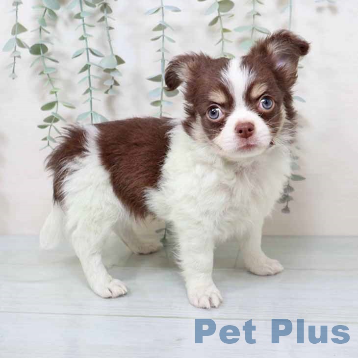 山梨県のチワワ(ロング) (ペットプラス 甲府国母店/2025年11月12日生まれ/男の子/チョコレートタンホワイト)の子犬の1枚目の画像