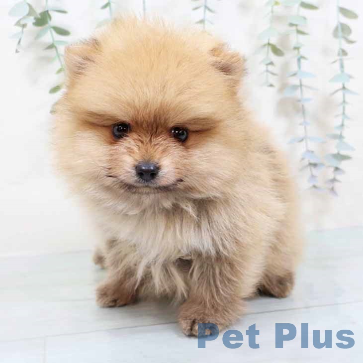 新潟県のポメラニアン (ペットプラス 新潟南店/2025年11月6日生まれ/男の子/オレンジセーブル)の子犬の1枚目の画像