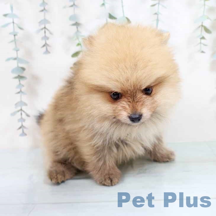 新潟県のポメラニアン (ペットプラス 新潟南店/2025年11月6日生まれ/男の子/オレンジセーブル)の子犬の2枚目の画像