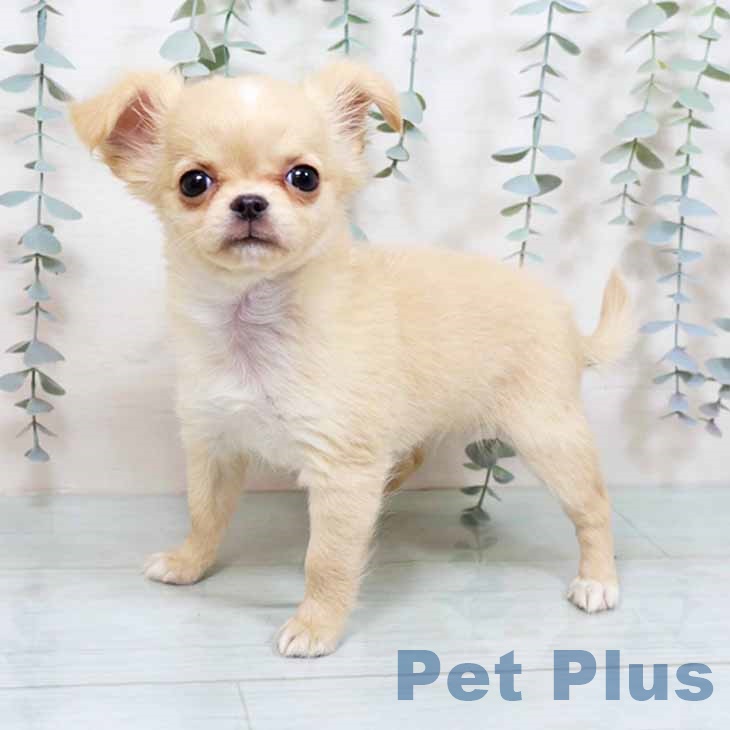 東京都のチワワ(ロング) (ペッツワン 青梅インター店/2025年11月7日生まれ/女の子/クリームホワイト)の子犬の1枚目の画像