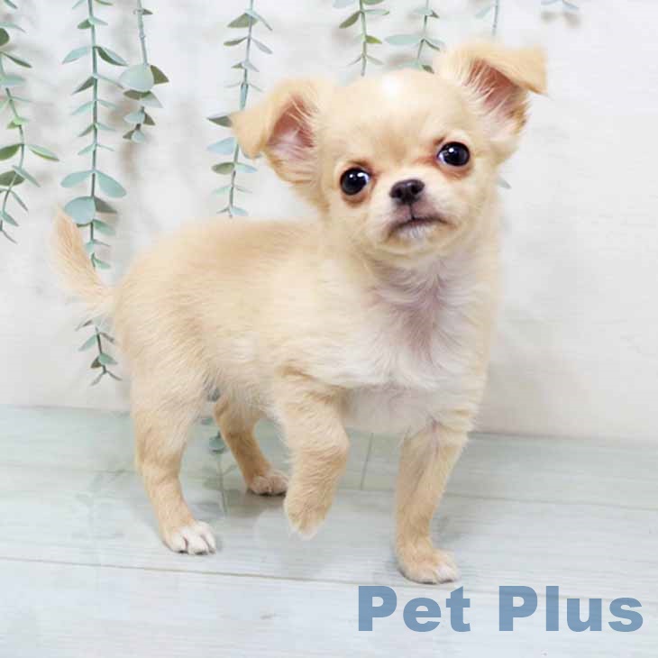 東京都のチワワ(ロング) (ペッツワン 青梅インター店/2025年11月7日生まれ/女の子/クリームホワイト)の子犬の2枚目の画像