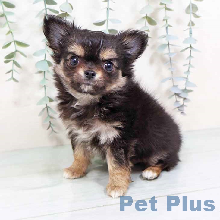 兵庫県のチワワ(ロング) (ペットプラス 神戸三宮店/2025年11月7日生まれ/男の子/ブラックタンホワイト)の子犬の1枚目の画像