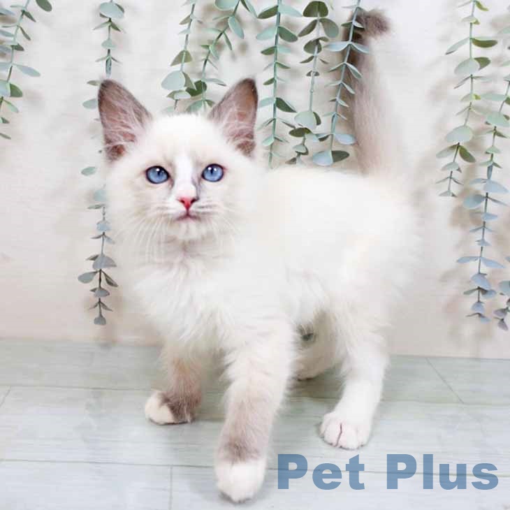 兵庫県のラグドール (ペットプラス 明石店/2025年11月2日生まれ/男の子/ブルーポイントバイカラー)の子猫の1枚目の画像