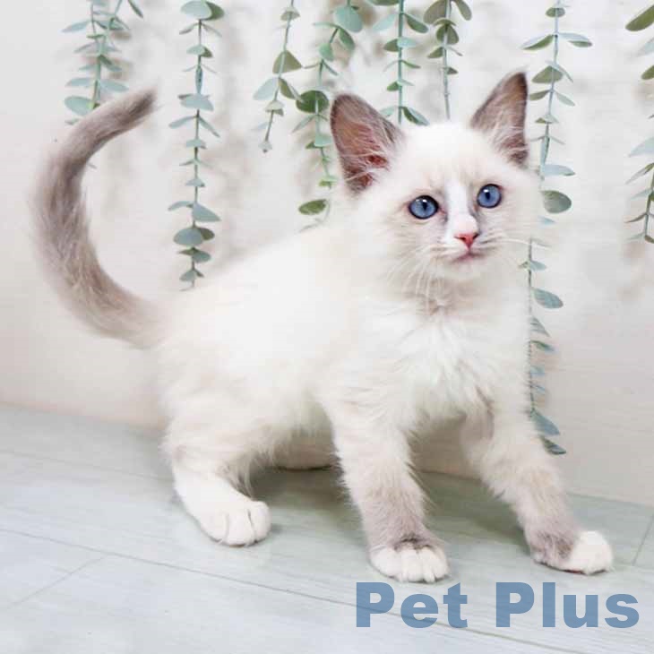 兵庫県のラグドール (ペットプラス 明石店/2025年11月2日生まれ/男の子/ブルーポイントバイカラー)の子猫の2枚目の画像