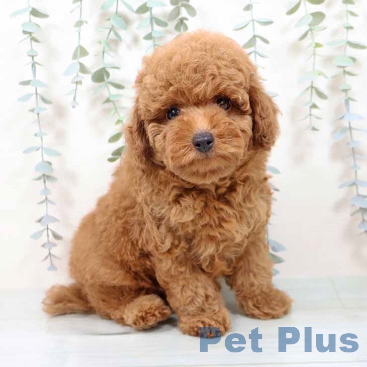 大阪府のトイプードル(トイ) (ペットプラス 四條畷店/2025年11月13日生まれ/男の子/レッド)の子犬の1枚目の画像