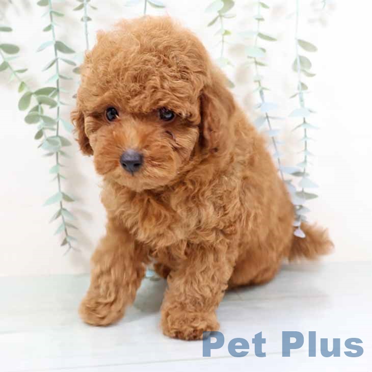 大阪府のトイプードル(トイ) (ペットプラス 四條畷店/2025年11月13日生まれ/男の子/レッド)の子犬の2枚目の画像