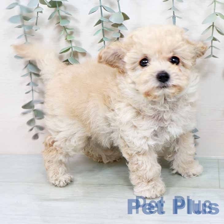 京都府のトイプードル(トイ) (ペットプラス 京都桂川店/2025年11月13日生まれ/女の子/クリーム)の子犬の1枚目の画像